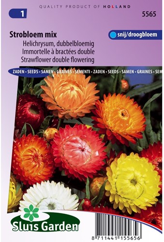 Strawflower Double Mix-2