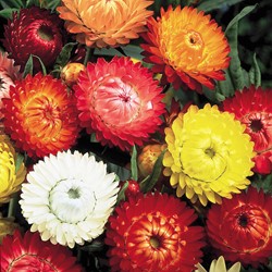 Strawflower Double Mix