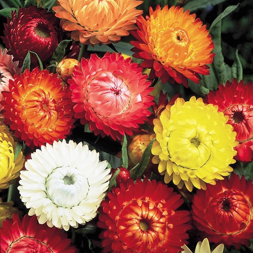 Strawflower Double Mix