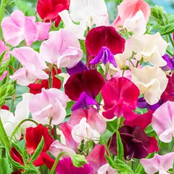 Grootbloemige Reukerwt/Lathyrus EKO