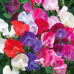 Sweet pea Old Sweet Scent (Heirloom varieties)
