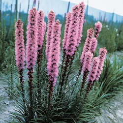 Gayfeather, Button Snakeroot