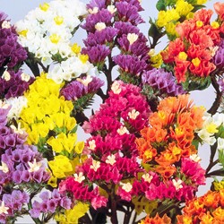 Lamsoor Pacific Mix (Statice)