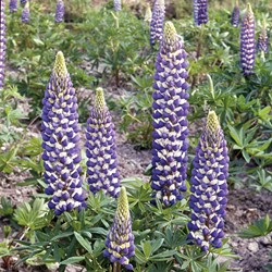 Lupin perennial, Russel Lupine Hybr. The Governer
