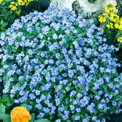 Vergeet me niet Indigo Blue
