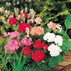 Geranium, Garden or Bedding F2 Colour Show Mix