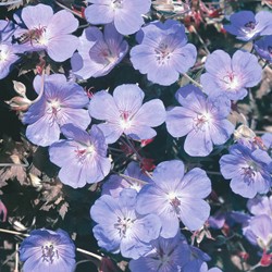 Meadow Cranesbill, Blue - Geranium