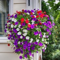 Petunia, short trailing Mix