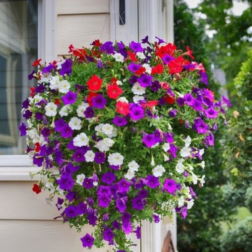 Petunia, short trailing Mix