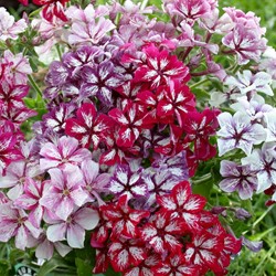 Phlox Summer Showers Mix (large flowered)