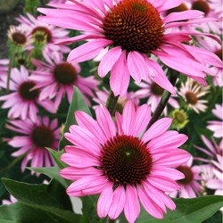 Zonnehoed purpurea - Echinacea