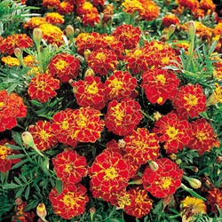 Marigold, French dwarf double Rusty Red - Tagetes