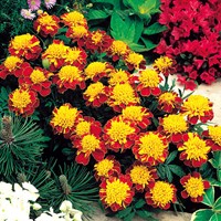Marigold, French dwarf double Orange Flame - Tagetes