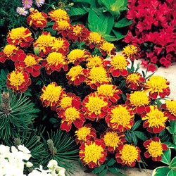 Marigold, French dwarf double Orange Flame - Tagetes