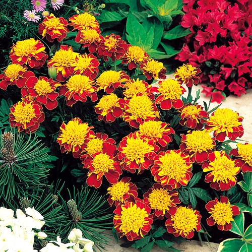 Marigold, French dwarf double Orange Flame - Tagetes