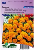 French marigold Tangerine - Tagetes-2