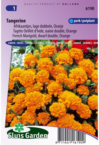 French marigold Tangerine - Tagetes-2