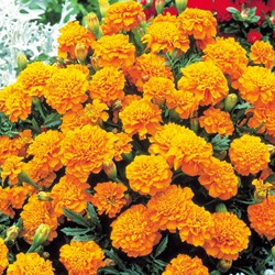 French marigold Tangerine - Tagetes