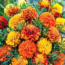 Marigold Bonita Mix - Tagetes