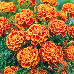 Marigold Bolero - Tagetes