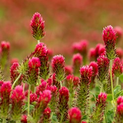Red Clover, melliferous plant EKO