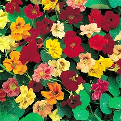 Nasturtium, Indian Cress tall double Gleam Hybrids mix