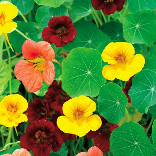 Oost-Indische kers Tom Thumb mix, lage enkelbloemig