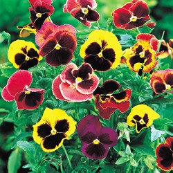 Pansy Swiss Giants Choice Mix