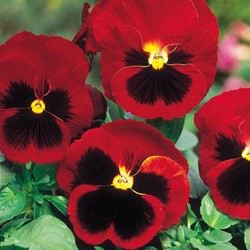 Pansy Swiss Giants Alpenglow