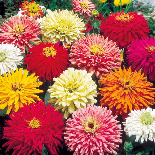 Zinnia Chrysanthemum mix