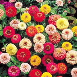Zinnia Lilliput Mix
