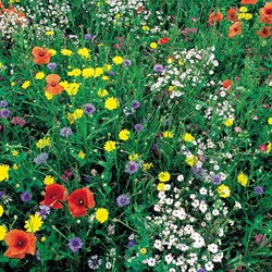 Mengsel Wildbloemen special mix