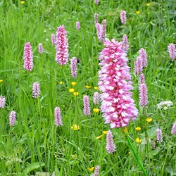 Common Bistort - Persicaria bistorta