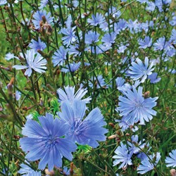 Comon chicory - Cichorium