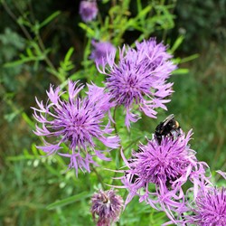 Greater knapweed - Centaurea scabiosa