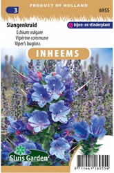 Viper’s bugloss - Echium vulgare