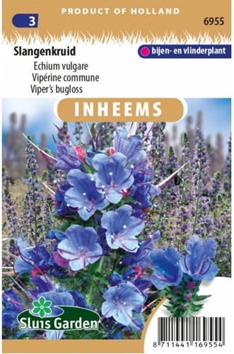 Viper’s bugloss - Echium vulgare
