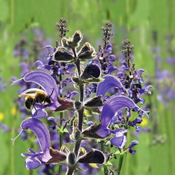 Meadow Clary - Salvia pratensis