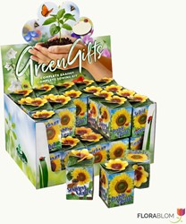 Greengift Sunflower 40 pcs in showbox