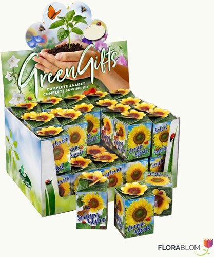 Greengift Zonnebloem 40 stuks in showdoos