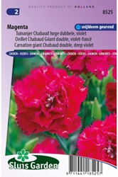 Carnation Magenta – Dianthus Chabaud