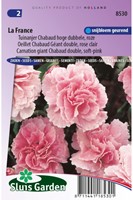 Anjer La France - Dianthus chabaud-2