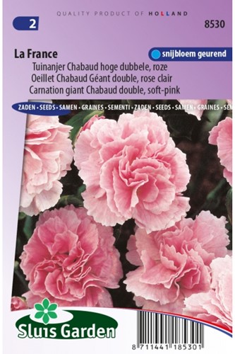 Anjer La France - Dianthus chabaud-2