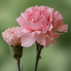 Carnation La France – Dianthus Chabaud