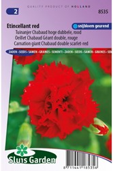 Anjer Etincellant Red - Dianthus Chabaud