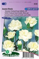 Anjer Jeanne Dionis - Dianthus chabaud-2