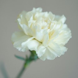 Carnation Jeanne Dionis – Dianthus Chabaud