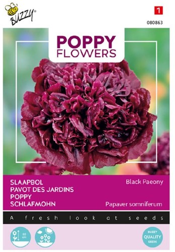 Poppy Black Paeony - Poppy Flowers