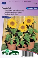 Sunflower Paquito Sol - Helianthus