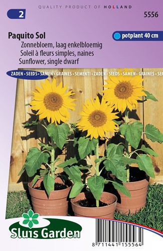 Sunflower Paquito Sol - Helianthus